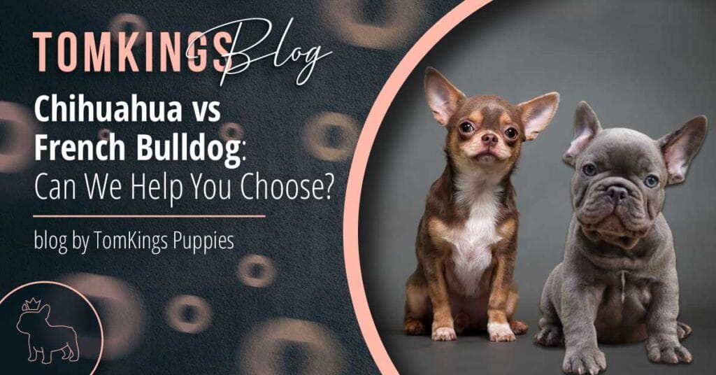 Chihuahua vs French Bulldog: Can We Help You Choose? - TomKings Blog