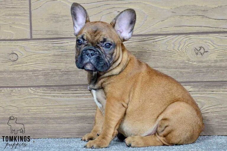 Dalia, available French Bulldog puppy at TomKings Puppies