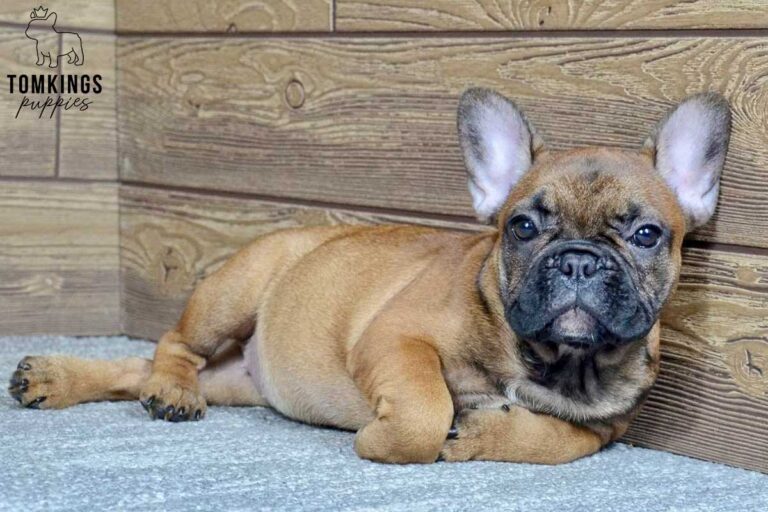 Dalia, available French Bulldog puppy at TomKings Puppies