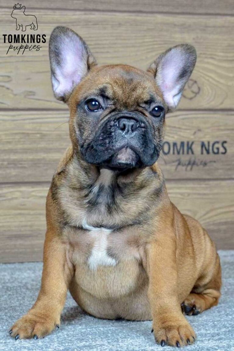 Dalia, available French Bulldog puppy at TomKings Puppies