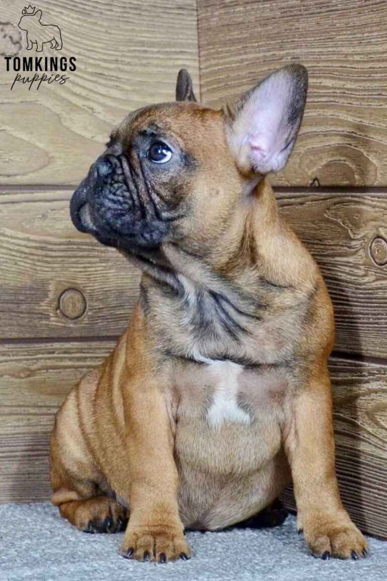 Dalia, available French Bulldog puppy at TomKings Puppies