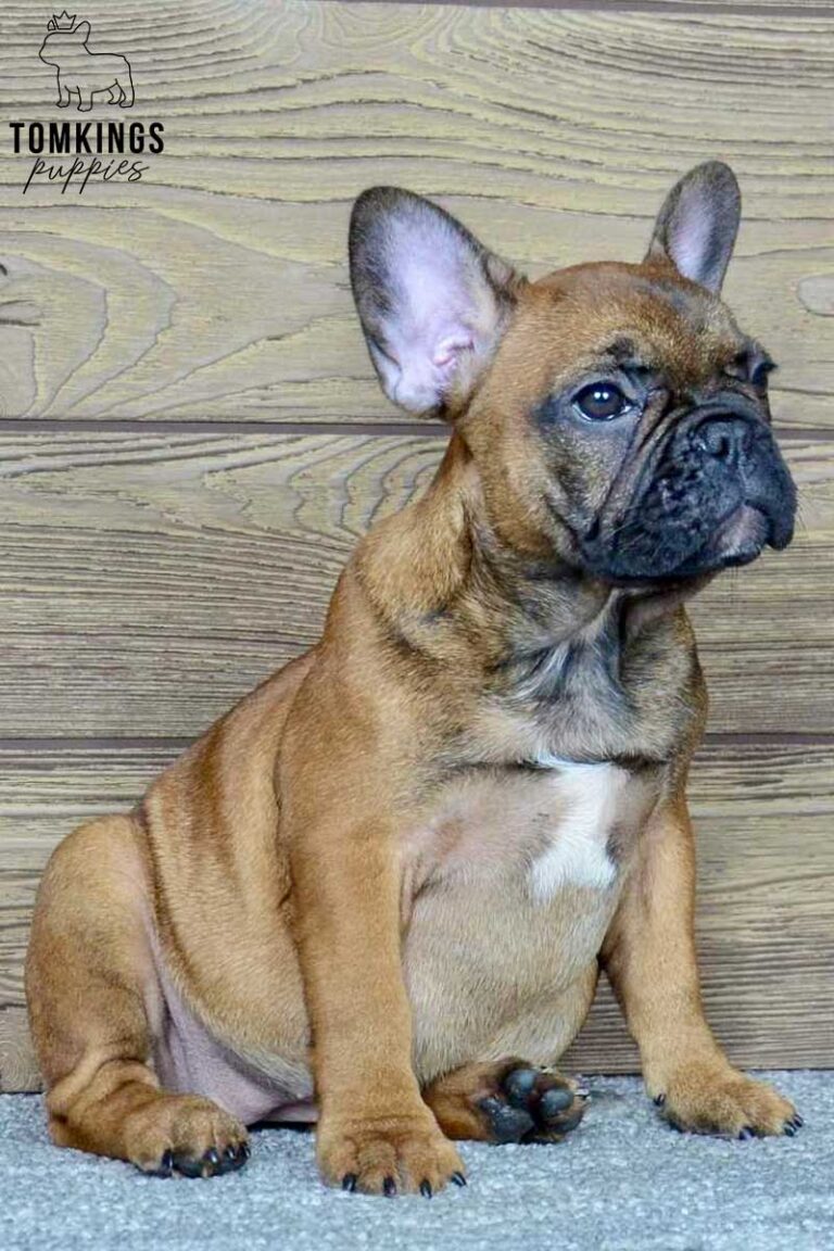 Dalia, available French Bulldog puppy at TomKings Puppies