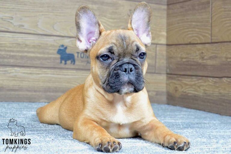 Edgar, available French Bulldog puppy at TomKings Puppies