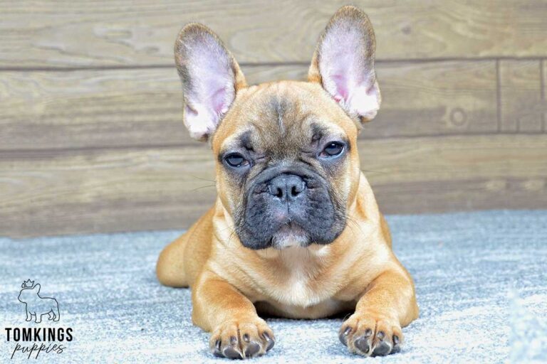 Edgar, available French Bulldog puppy at TomKings Puppies