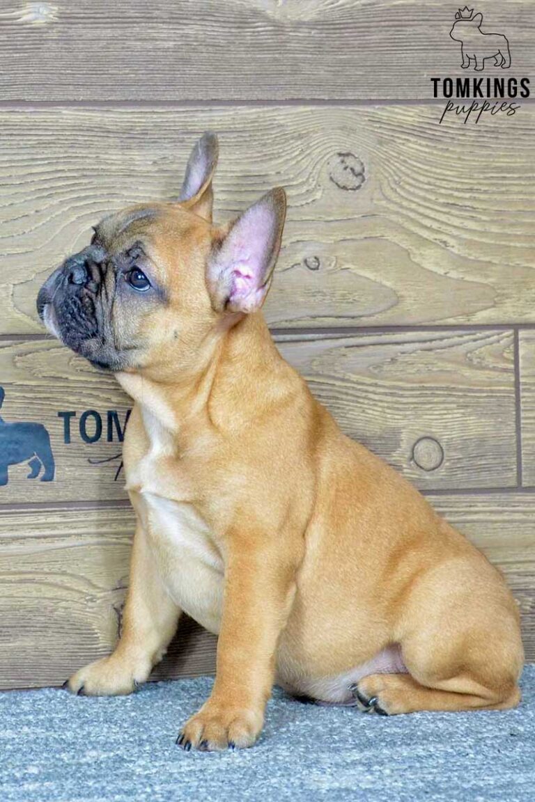 Edgar, available French Bulldog puppy at TomKings Puppies