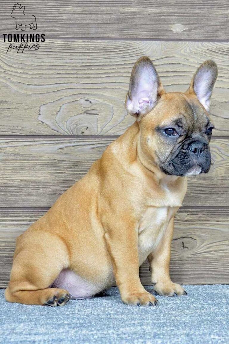 Edgar, available French Bulldog puppy at TomKings Puppies