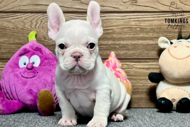 Eloise, available French Bulldog puppy at TomKings Puppies