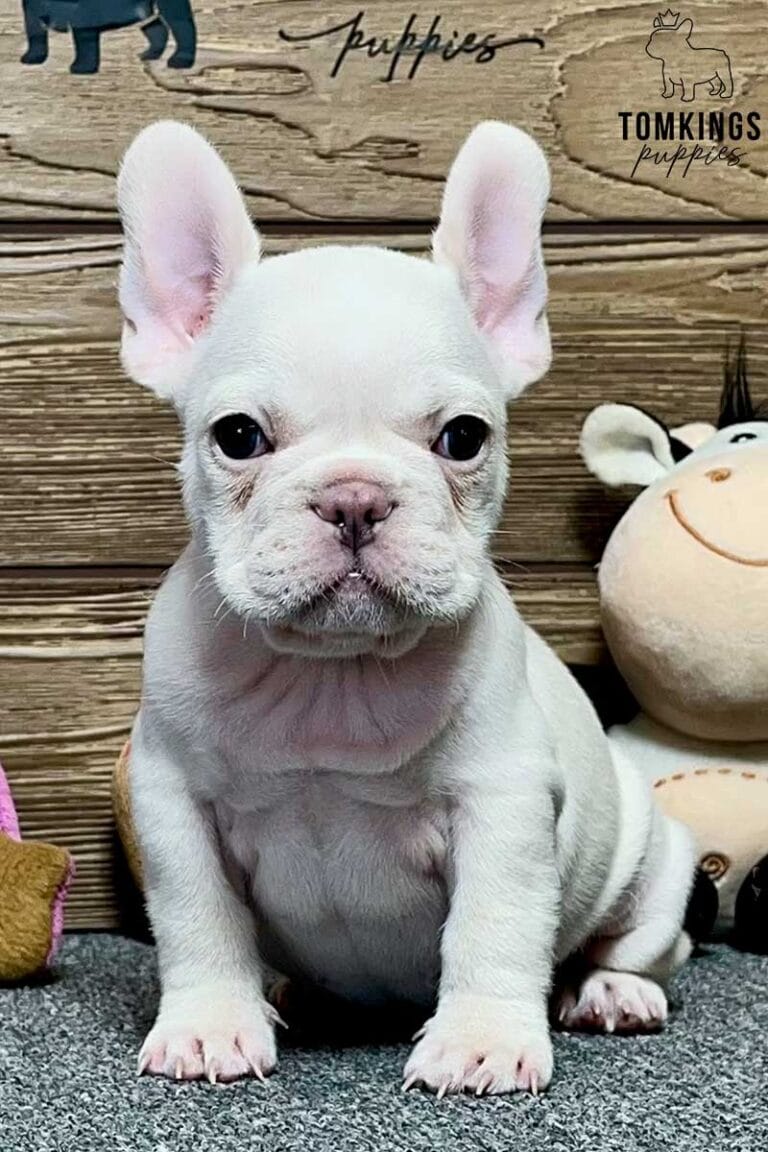 Eloise, available French Bulldog puppy at TomKings Puppies