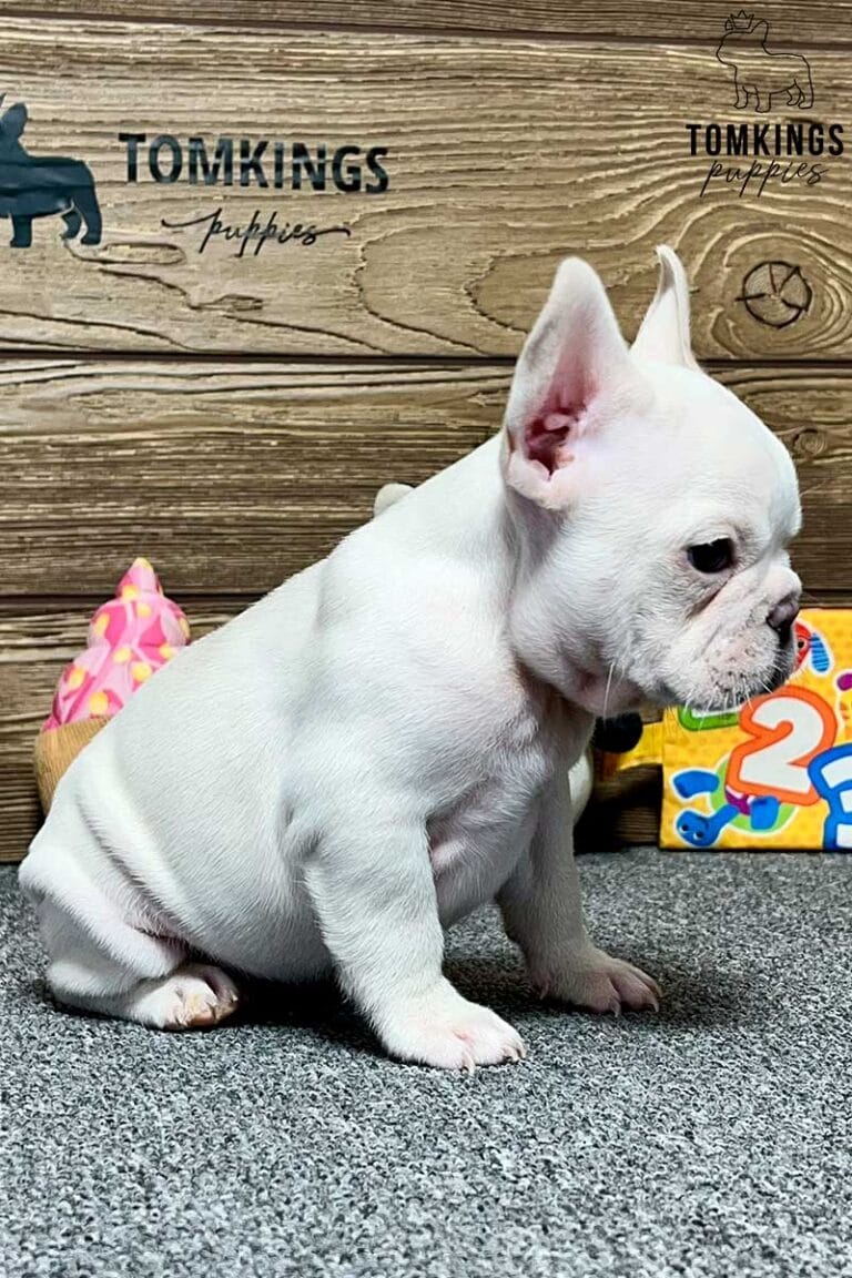 Eloise, available French Bulldog puppy at TomKings Puppies