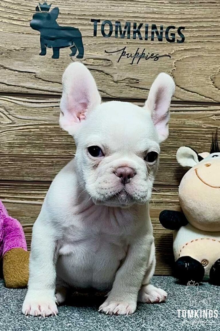 Eloise, available French Bulldog puppy at TomKings Puppies