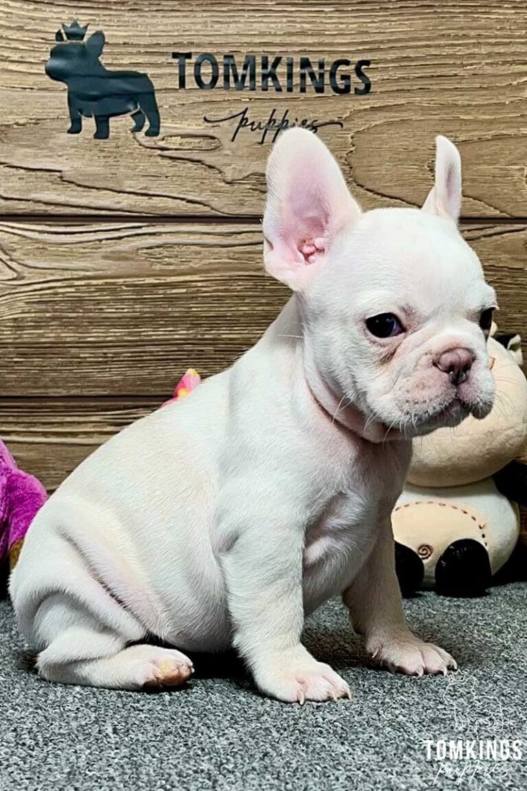 Eloise, available French Bulldog puppy at TomKings Puppies