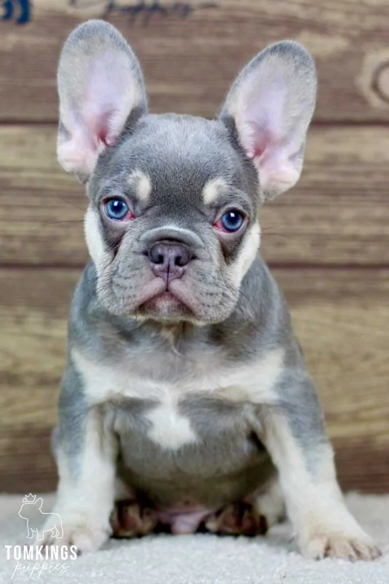 Emil, available French Bulldog puppy at TomKings Puppies