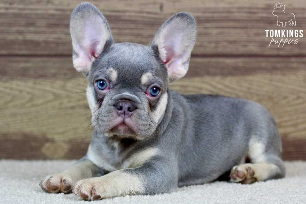 Emil, available French Bulldog puppy at TomKings Puppies