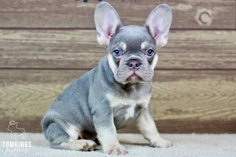 Emil, available French Bulldog puppy at TomKings Puppies