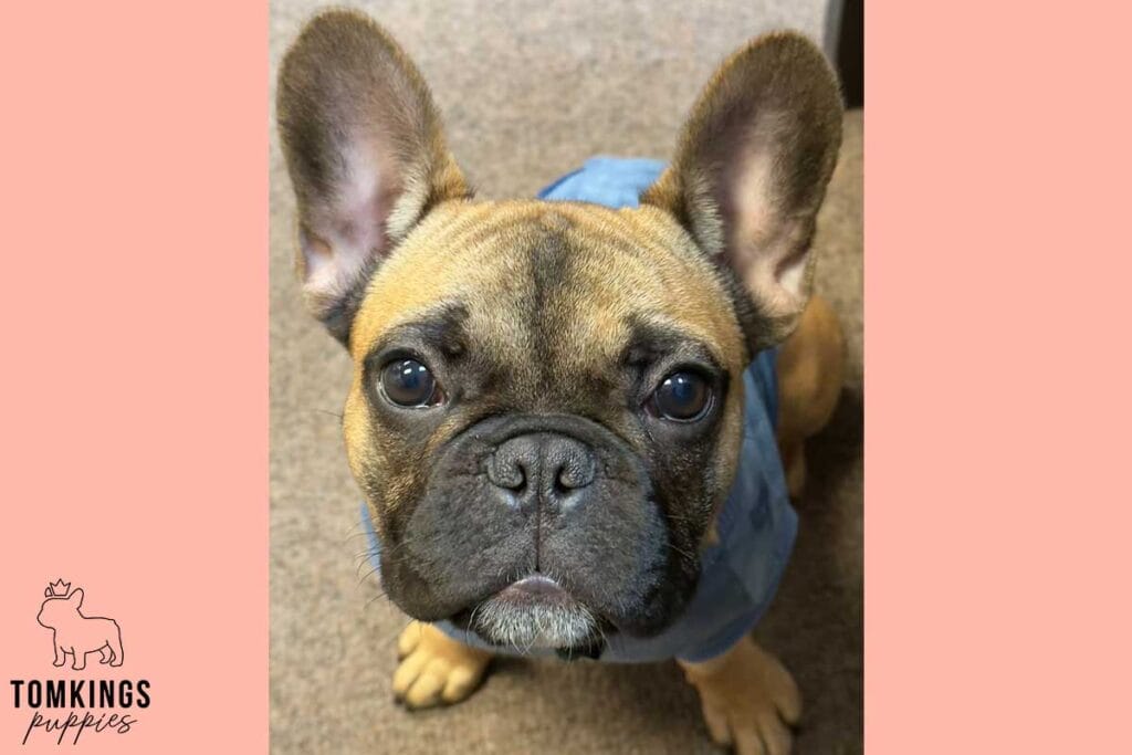 French Bulldog Breed Standard: 7 Traits That Make Frenchies Beautiful - TomKings Blog