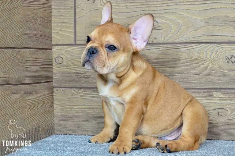 Felix, available French Bulldog puppy at TomKings Puppies