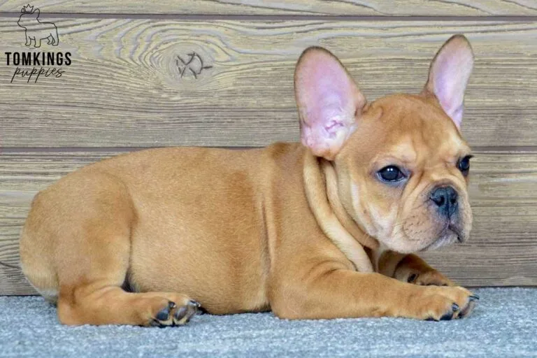 Felix, available French Bulldog puppy at TomKings Puppies