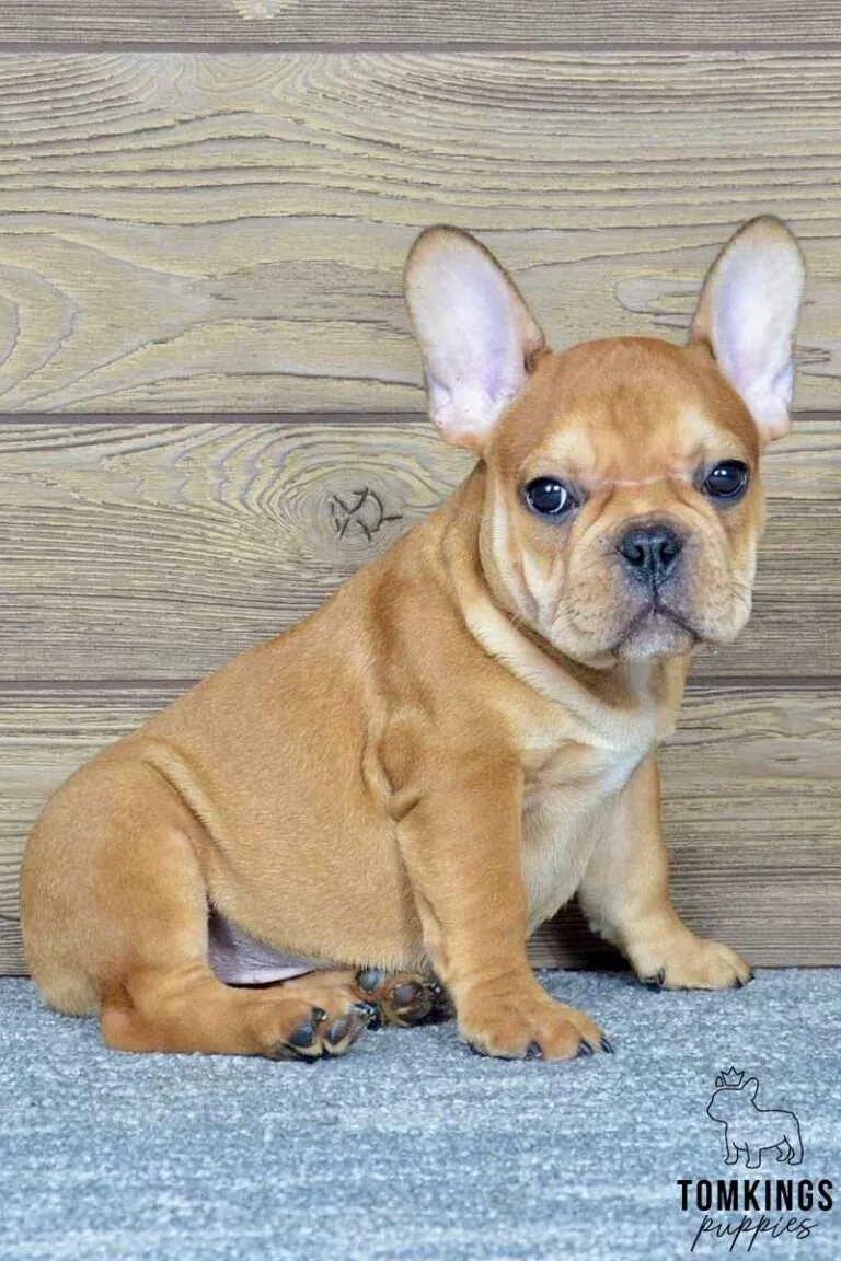 Felix, available French Bulldog puppy at TomKings Puppies