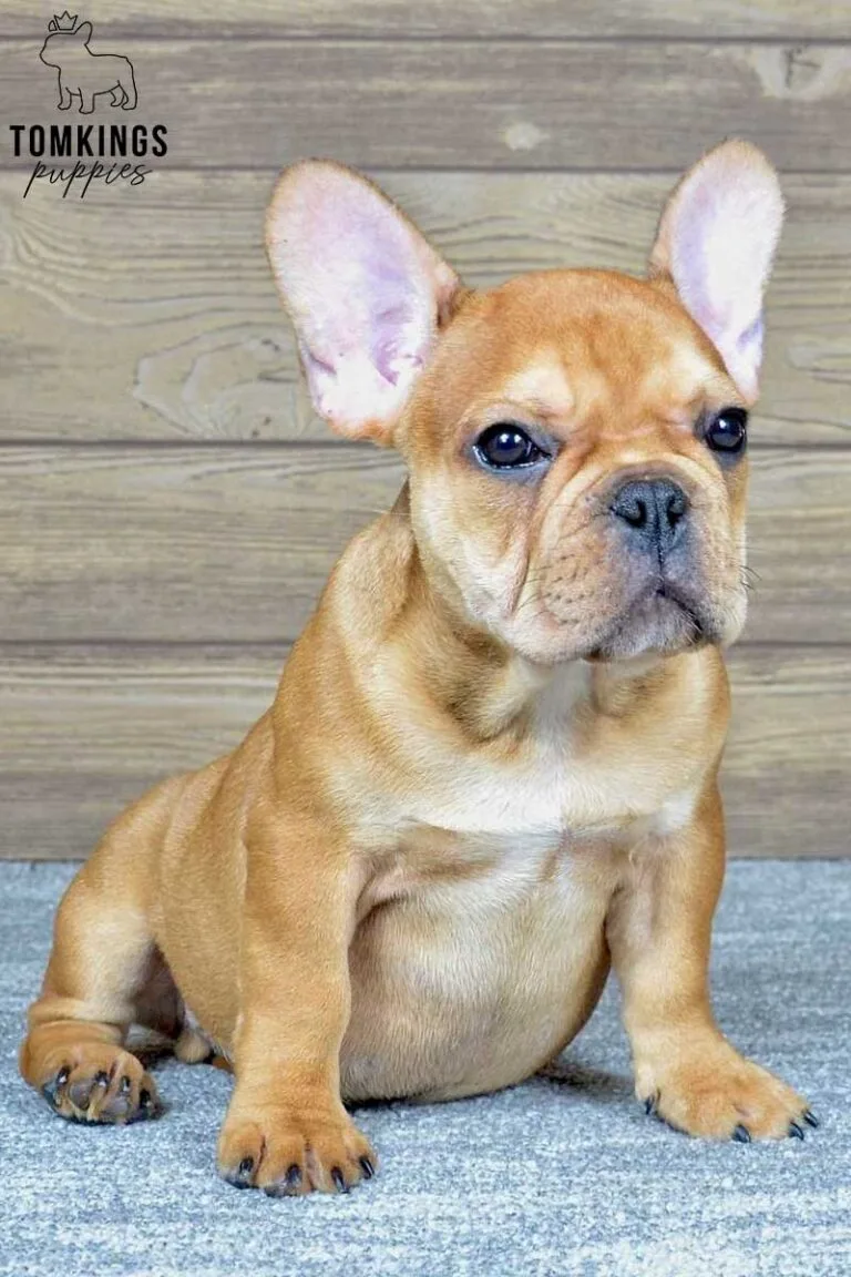 Felix, available French Bulldog puppy at TomKings Puppies