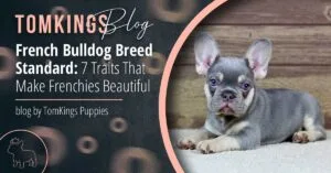 French Bulldog Breed Standard: 7 Traits That Make Frenchies Beautiful - TomKings Blog