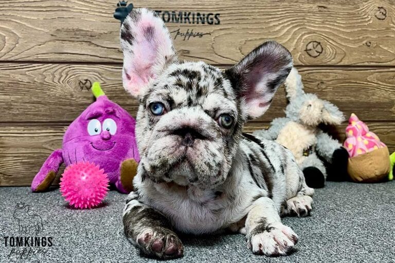 Freya, available French Bulldog puppy at TomKings Puppies