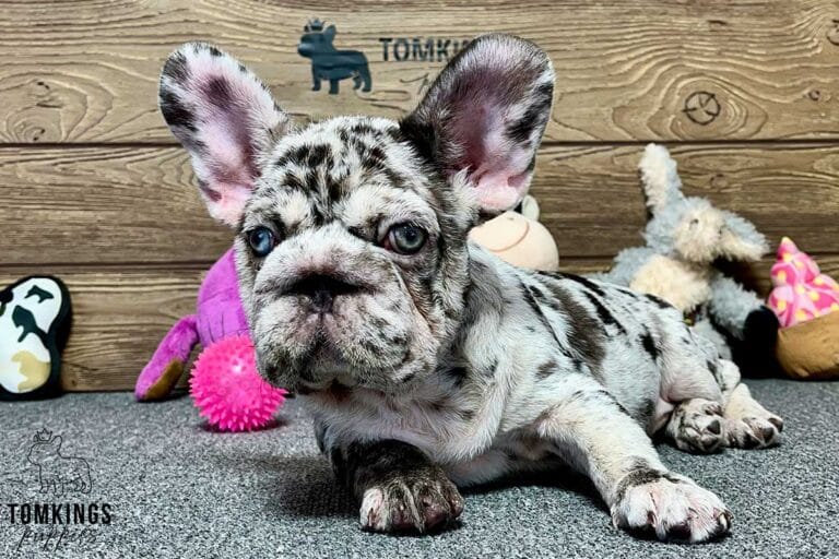 Freya, available French Bulldog puppy at TomKings Puppies