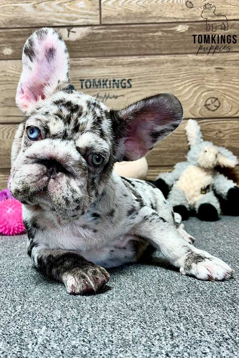 Freya, available French Bulldog puppy at TomKings Puppies