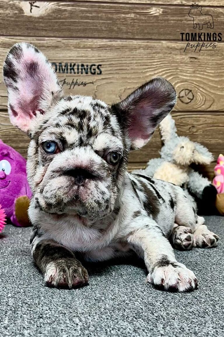 Freya, available French Bulldog puppy at TomKings Puppies