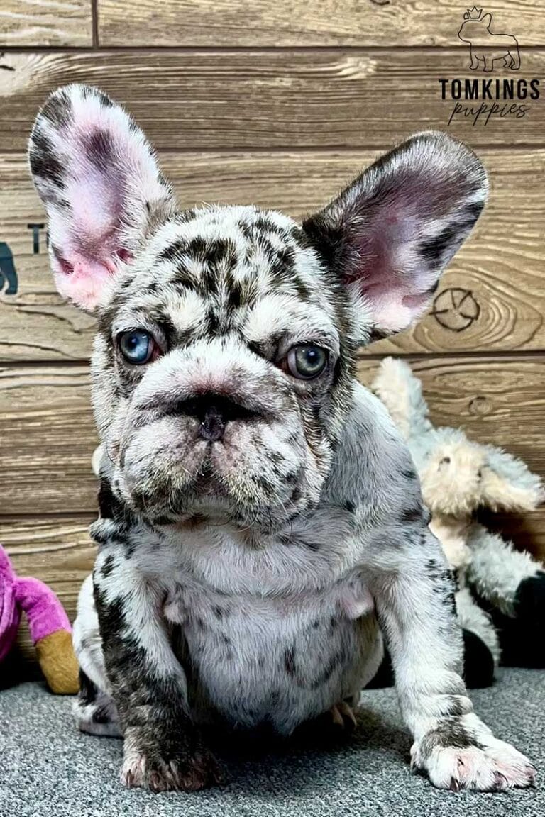 Freya, available French Bulldog puppy at TomKings Puppies