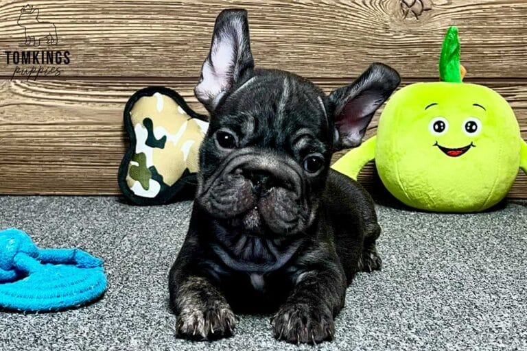 Gregor, available French Bulldog puppy at TomKings Puppies