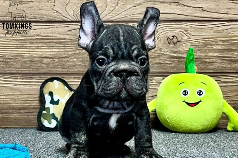 Gregor, available French Bulldog puppy at TomKings Puppies