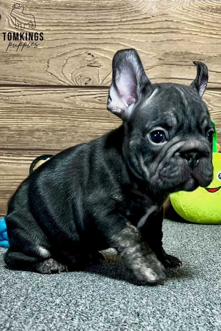 Gregor, available French Bulldog puppy at TomKings Puppies