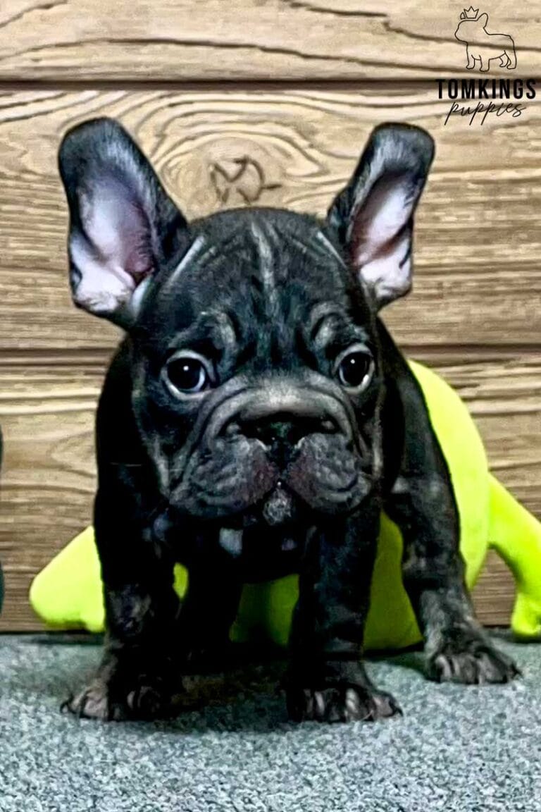 Gregor, available French Bulldog puppy at TomKings Puppies