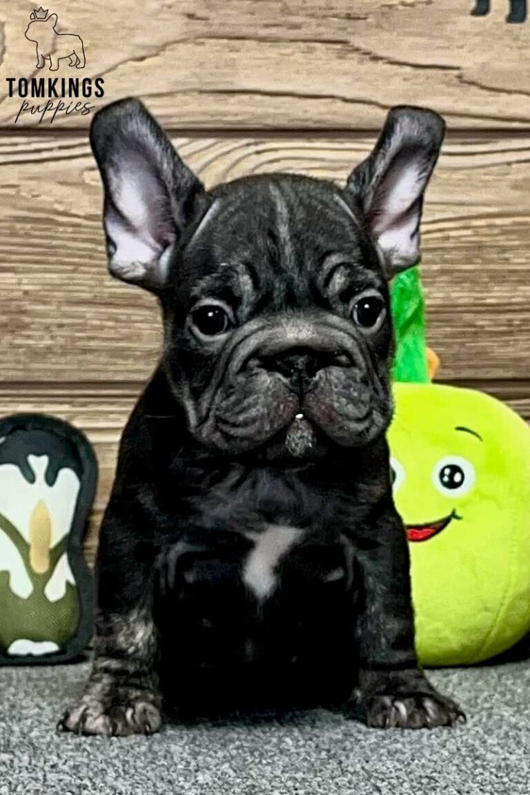 Gregor, available French Bulldog puppy at TomKings Puppies