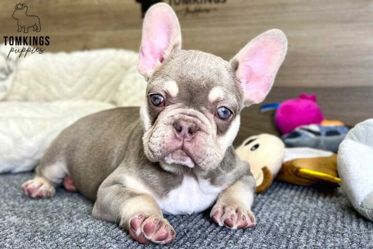 Greta, available French Bulldog puppy at TomKings Puppies