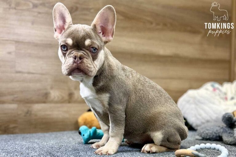 Greta, available French Bulldog puppy at TomKings Puppies