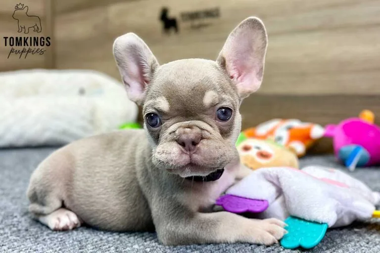 Greta, available French Bulldog puppy at TomKings Puppies