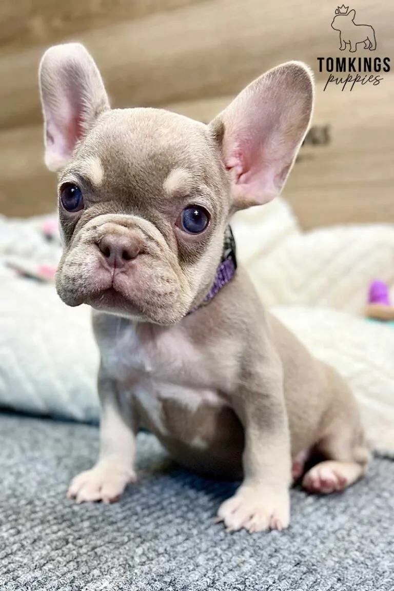 Greta, available French Bulldog puppy at TomKings Puppies