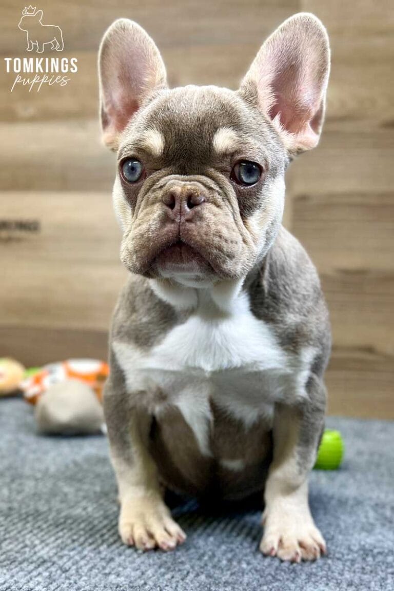 Greta, available French Bulldog puppy at TomKings Puppies