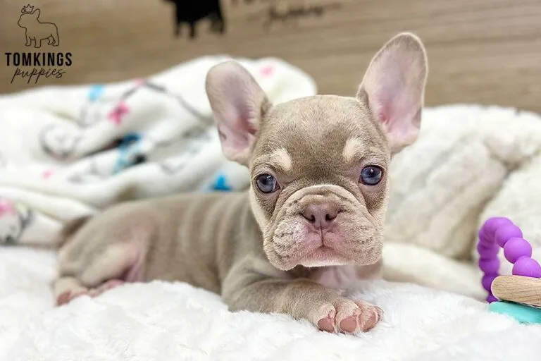 Greta, available French Bulldog puppy at TomKings Puppies