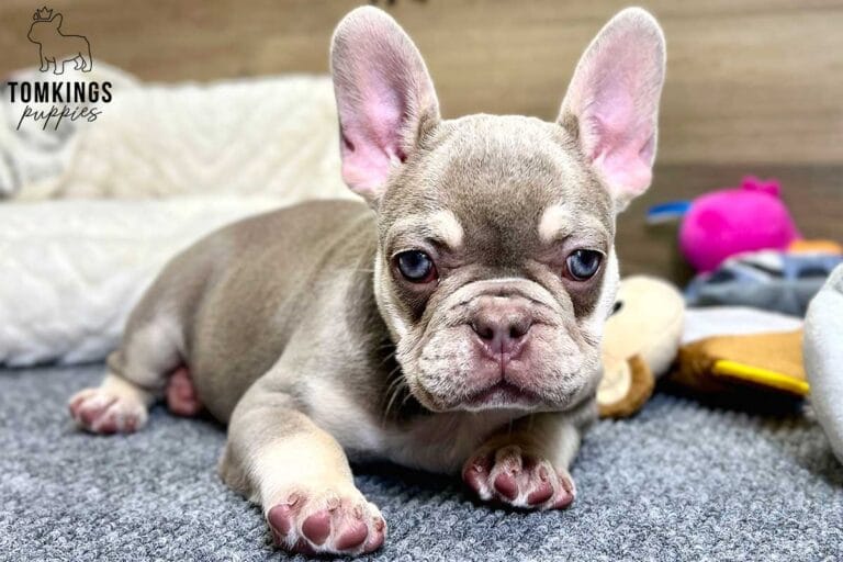 Greta, available French Bulldog puppy at TomKings Puppies