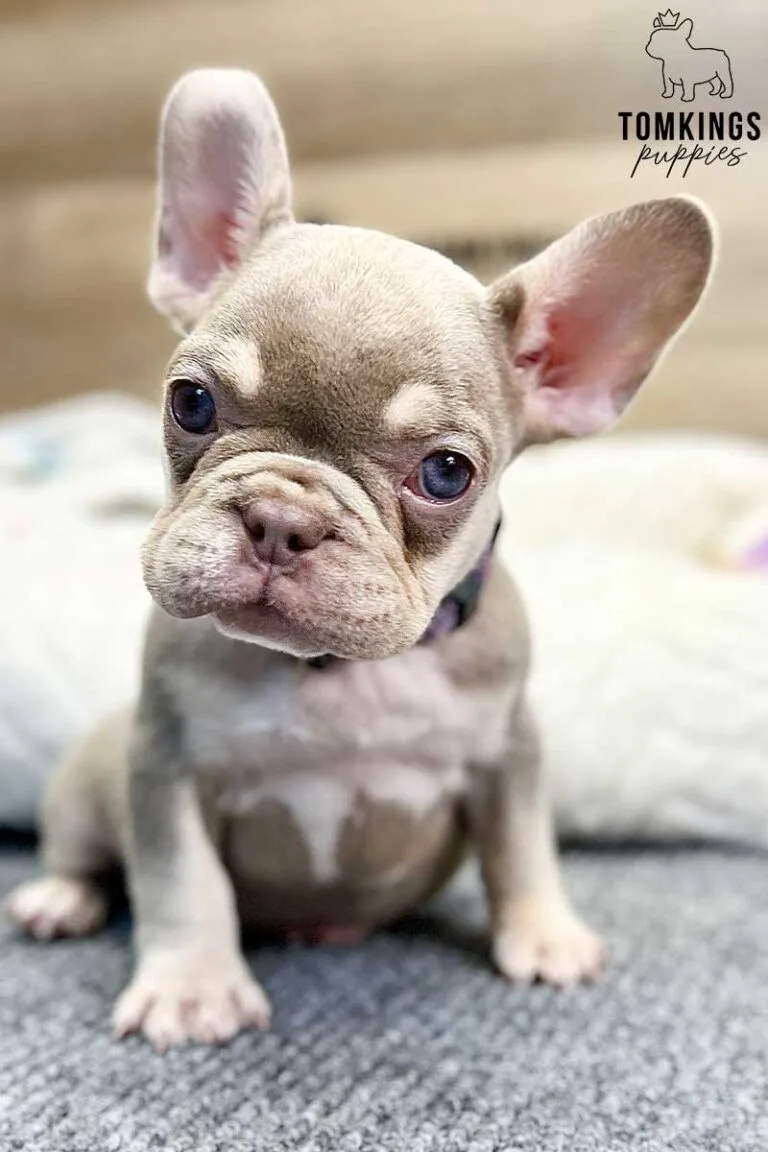 Greta, available French Bulldog puppy at TomKings Puppies