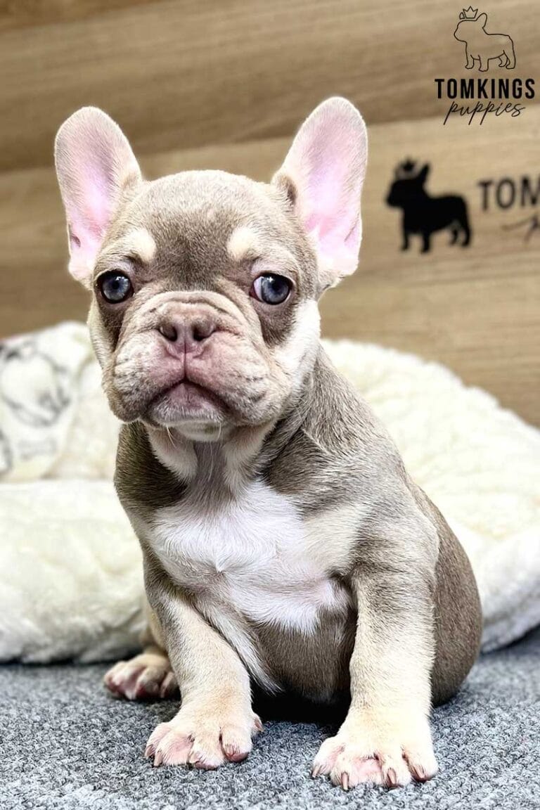 Greta, available French Bulldog puppy at TomKings Puppies