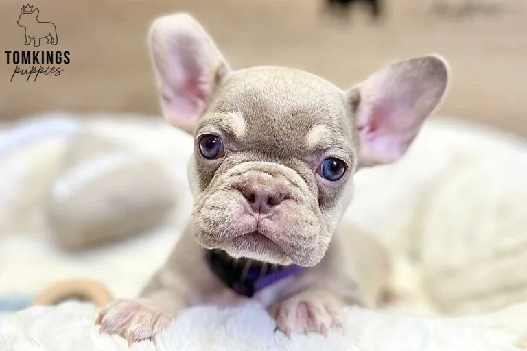 Greta, available French Bulldog puppy at TomKings Puppies