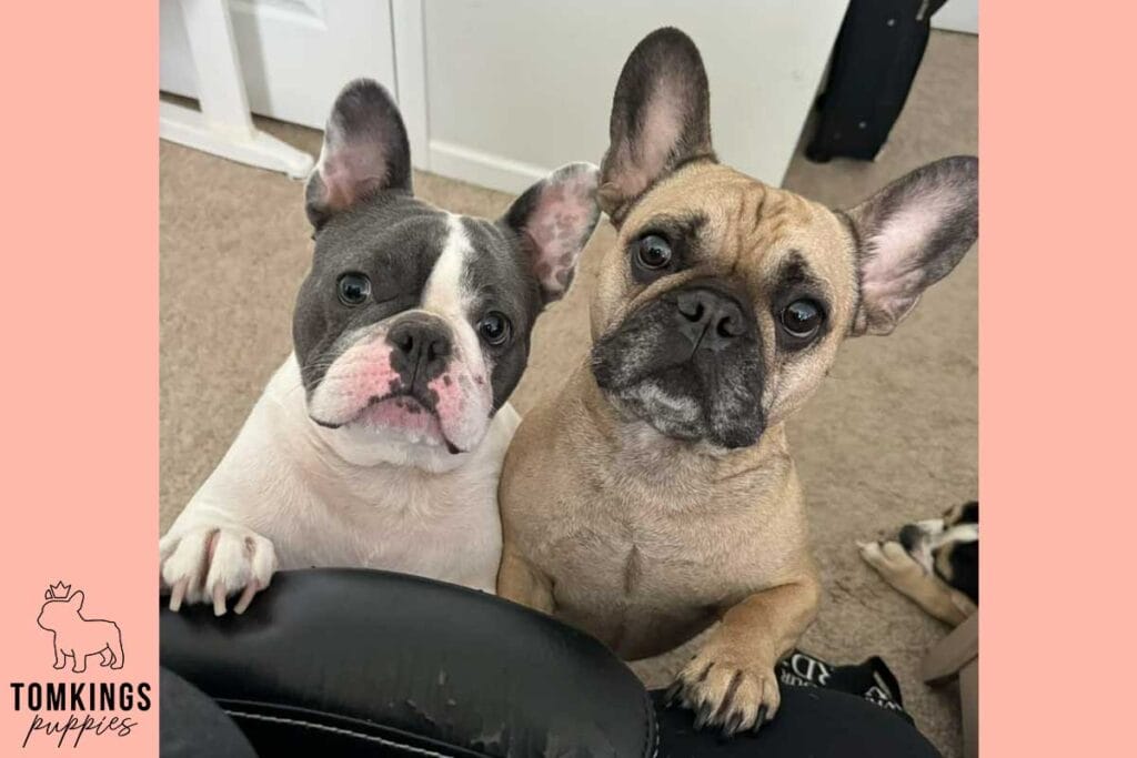 French Bulldog Breed Standard: 7 Traits That Make Frenchies Beautiful - TomKings Blog