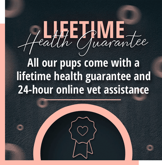 Lifetime Health Guarantee at TomKings Puppies