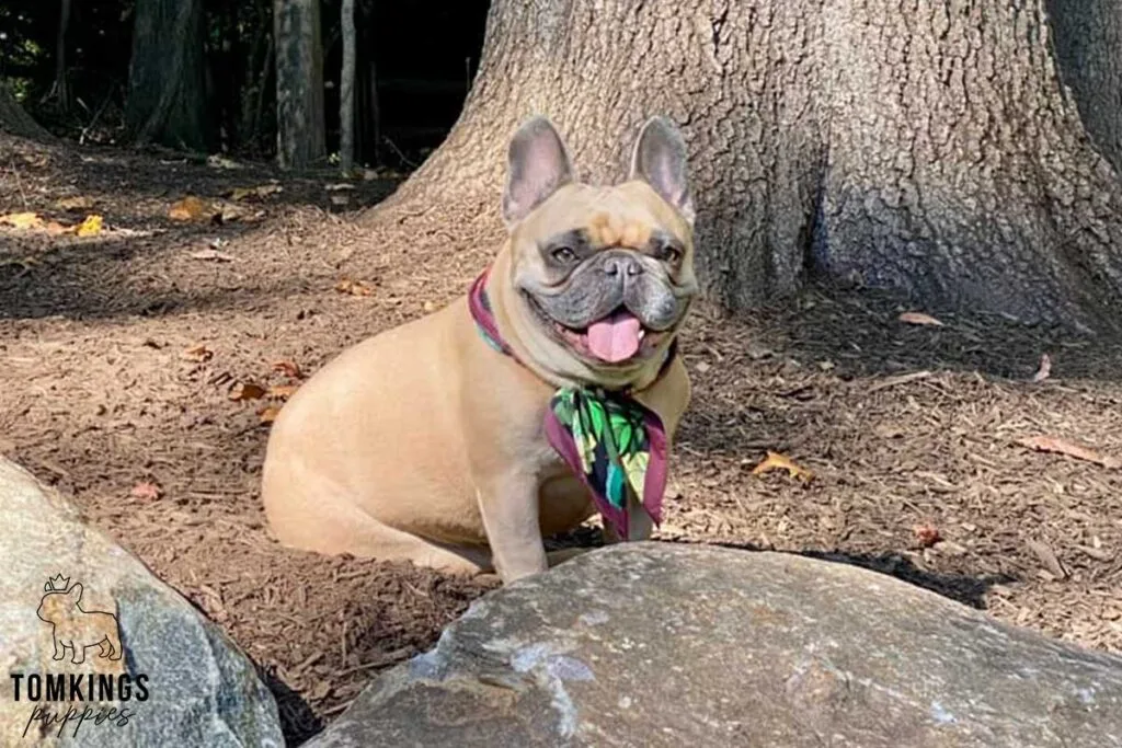 French Bulldog Breed Standard: 7 Traits That Make Frenchies Beautiful - TomKings Blog