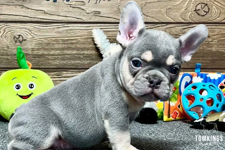 Joseph, available French Bulldog puppy at TomKings Puppies