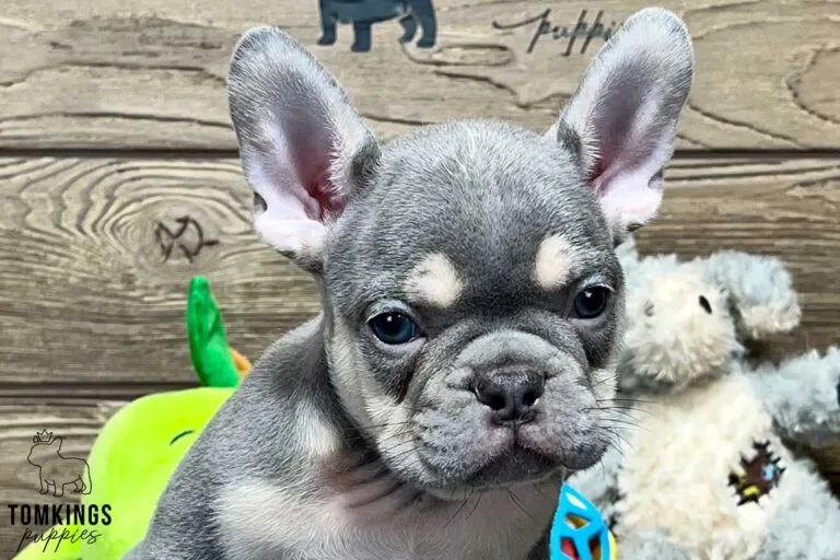 Joseph, available French Bulldog puppy at TomKings Puppies