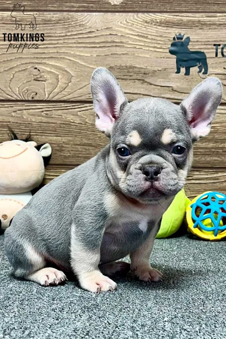 Joseph, available French Bulldog puppy at TomKings Puppies